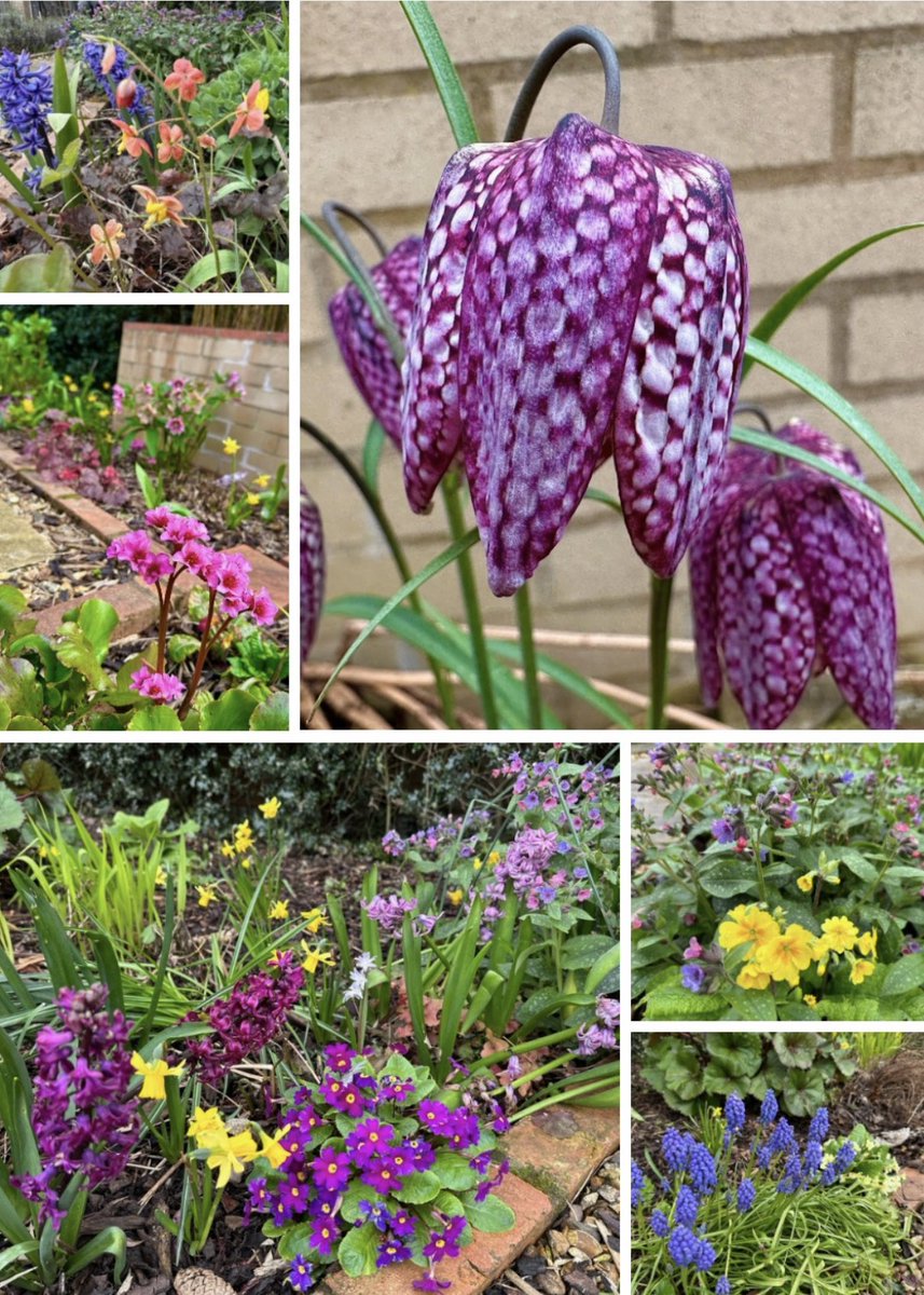 Good morning, happy #sixonsaturday 

The garden is certainly colouring up nicely now 😊🌼💙🧡🌸🌿

Wishing you all a great weekend 🌿

#flowers #MyGarden #springflowers