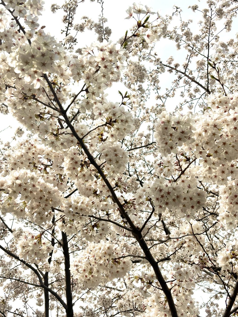 outdoors day tree no humans cherry blossoms scenery nature  illustration images