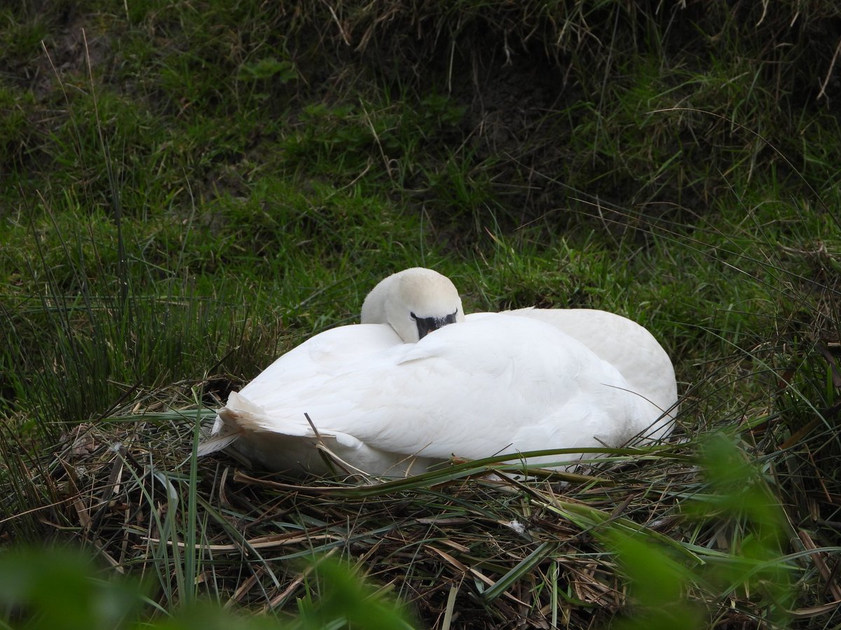 Things are quieting down now on the Gwent Levels @SwanwatchUk @GOS_birds @Lisalevels