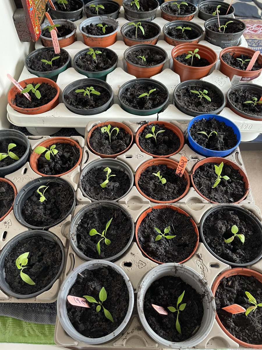 gilwicks's tweet photo. I really need to buy a greenhouse! I’ve used up all the windowsills downstairs and now I’m using a bedroom upstairs… good job someone’s away at university! 🤫                 #Tomato #chilli #aubergine https://t.co/ijUkKDFKLc