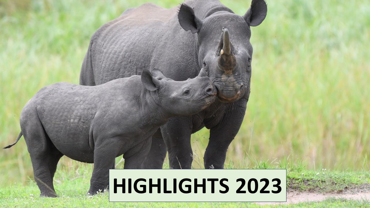 Akagera National Park experienced a record-breaking year for tourism in 2023. Please check the link below for a detailed overview of 2023 highlights from all departments within the park management. mailchi.mp/african-parks/… Photo credit: Drew Bantlin