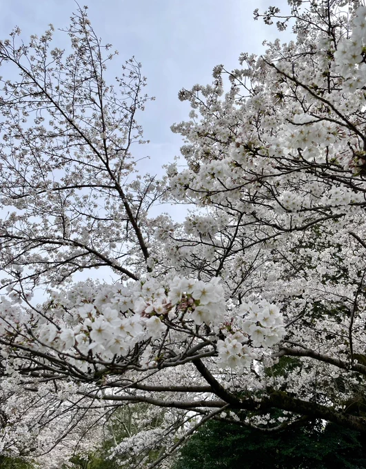 春だ〜 