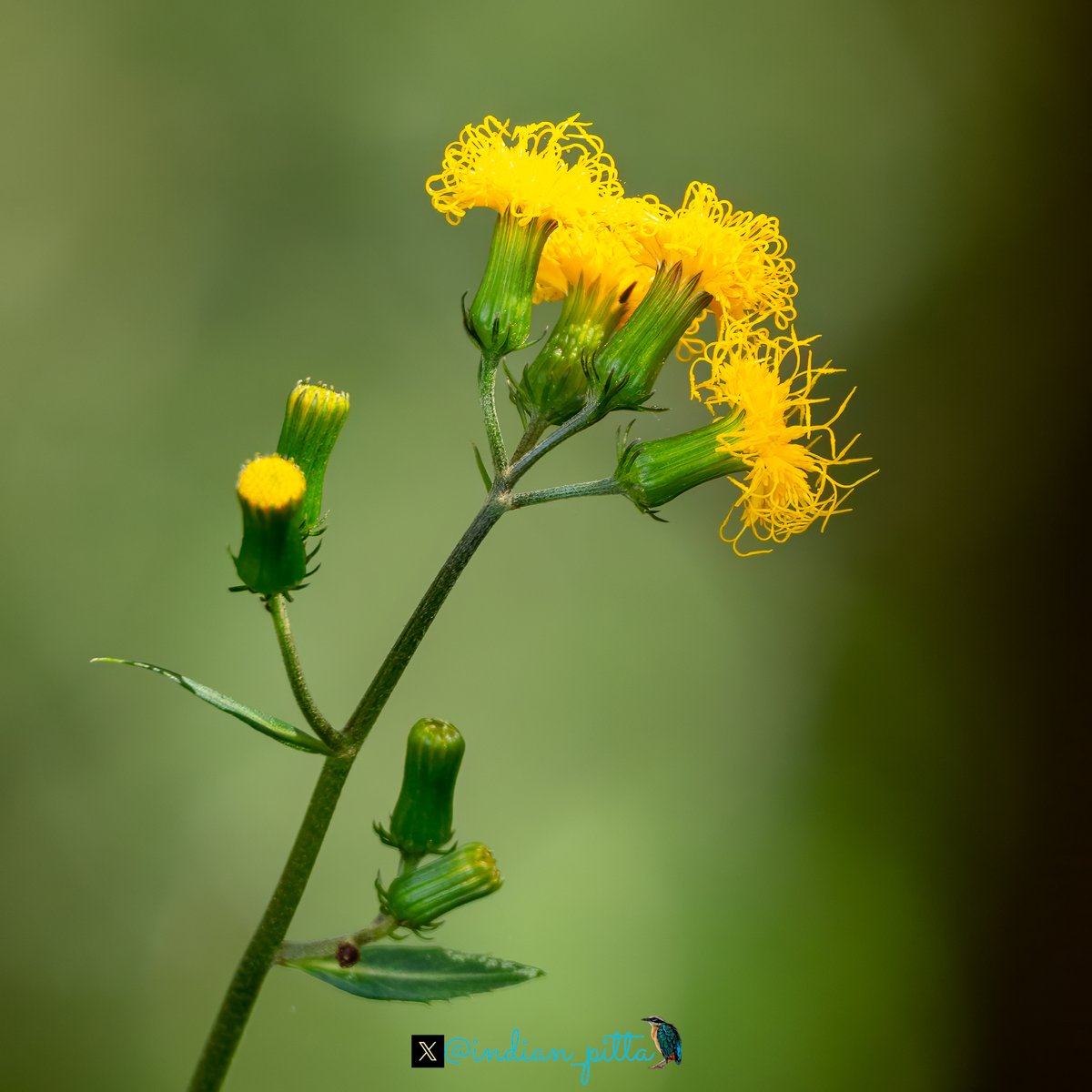 Share a photo in Yellow Colour from your gallery !! 📷: Photographed in Mishmi Hills, Arunachal Pradesh. Nov-2023