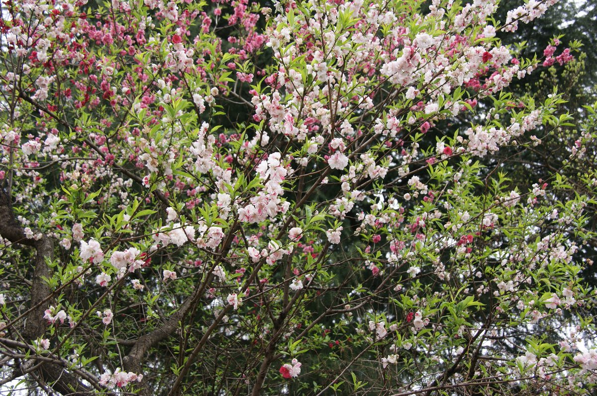 先週土曜に開催されたTCBC東京キャッチボールクラブin京都にて、ステージ上のスターさんから、ぱこんさんの次ぐらいにトークのボールが飛んできました。槇原敬之さんの遠く遠くの一部を歌ってくださり、外苑の桜でも見て来てくださいね。と。で、行ってきました🌸