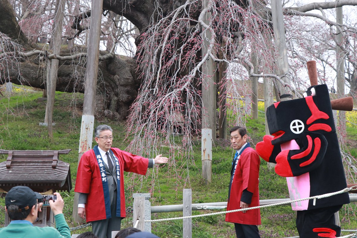 miharu_kankou's tweet photo. 🌸三春滝桜　開花宣言🌸
2024年4月6日（土）　15：00　くもり/雨

本日 三春滝桜の開花宣言が出されました！

明日（4月7日）から、��桜期間となります。お一人様500円（高校生以上）の観桜料をご負担いただきますのでよろしくお願いします。
https://t.co/krPts8OJQE
#三春滝桜 #三春町 #開花 #桜 https://t.co/rtomNChwxg