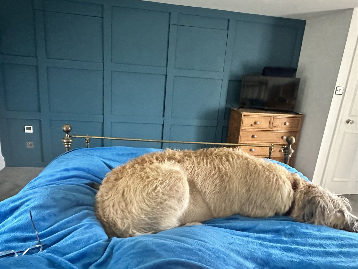 JeanHatchet's tweet photo. Gloria believes in division of slumber. She says this is fair. 5ft : 1ft
#DogMaths https://t.co/4L7MSlgU6v