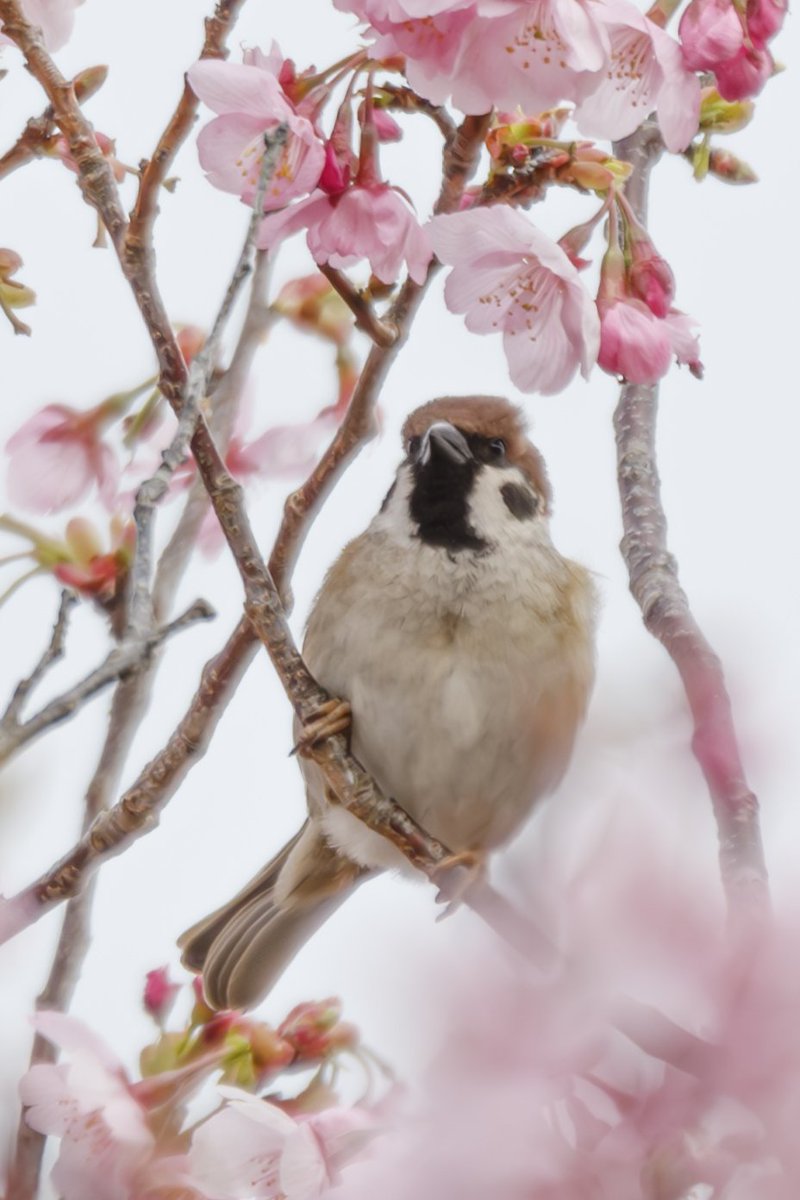 今日は次男の入園式 生憎の雨と桜の開花具合は物足りない😂 #桜 #すずめ #野鳥 #野鳥撮影