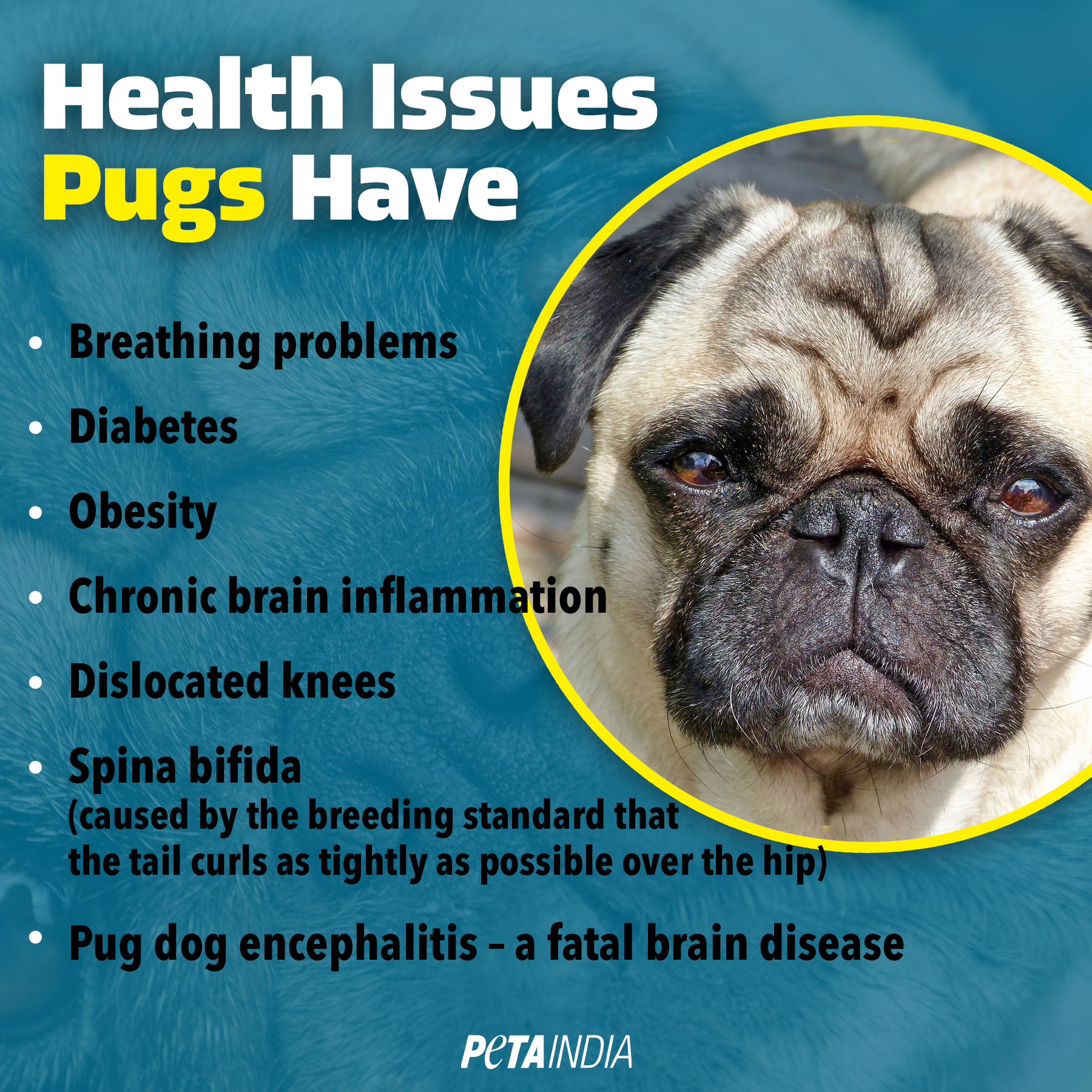 Health Problems In Pugs: Essential Tips for Owners