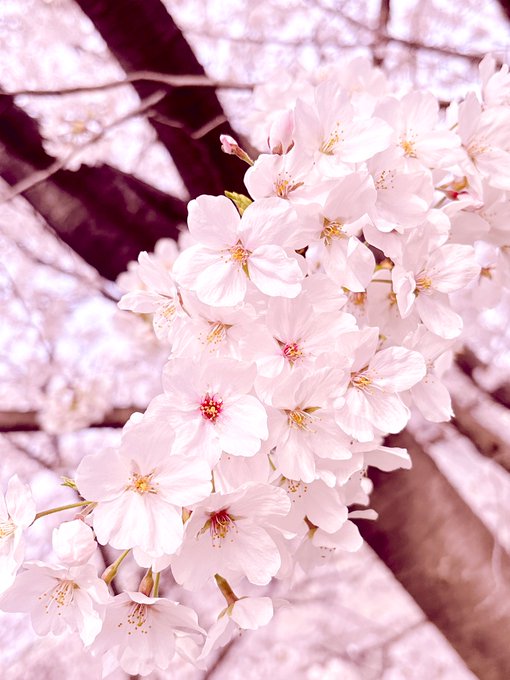 桜満開でした🥰🌸綺麗〜˚✧₊ 