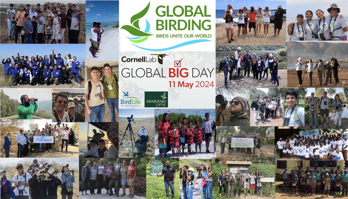 🌍Global Big Day Saturday 11 May 🗺️Wherever you are in the world ✅Send your bird checklists to @Team_eBird 🏆Can we beat last May’s 7636 species? ebird.org/news/global-bi… 💚Help @BirdLife_News on this World Migratory Bird Day 👉 birdlife.donorsupport.co/-/NFJETHTB?mem… 😀EVERYONE WELCOME @_OSME