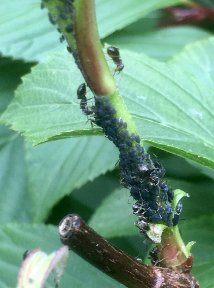 Known as Blackfly, the Black Bean aphid (with its minder) is one of the most common aphids to be seen in gardens. I'll tell its interesting tale this Sunday on @tobybuckland 's superb radio show for #gardeners @bbcdevon 10am - 2pm You can tune in on @bbcsounds from anywhere