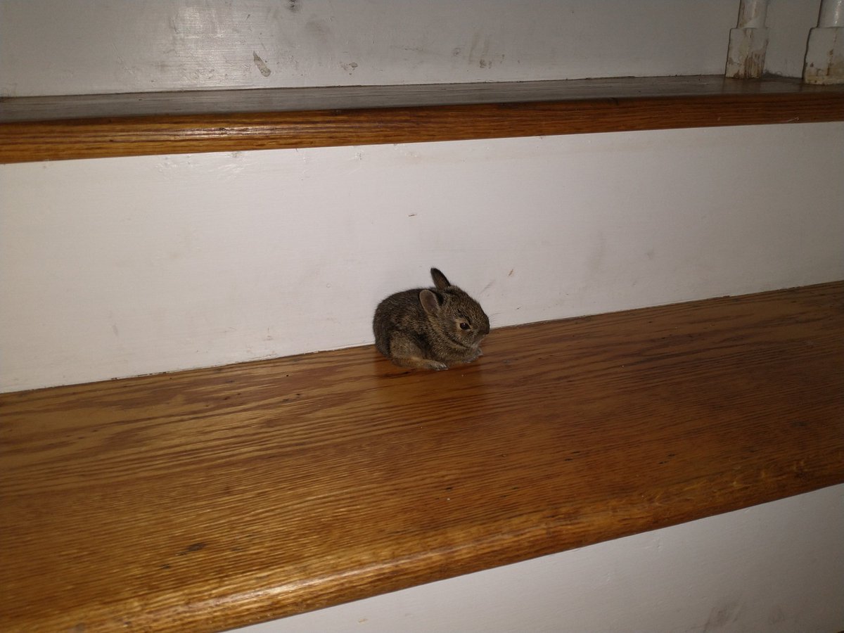 The bunny that was left on our porch today. He is supposed to be in a box in our room until the morning when we can bring him to a rehabilitator. Instead I found him on the steps. Good thing I stay up late 😂