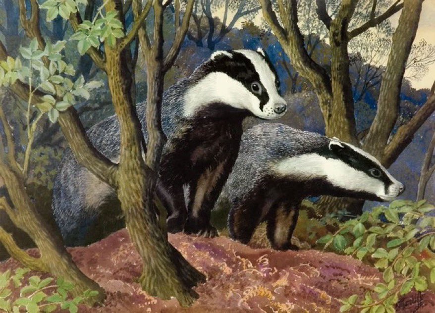 Other work by the Ladybird artists ‘Badgers’ Artist CFTunnicliffe