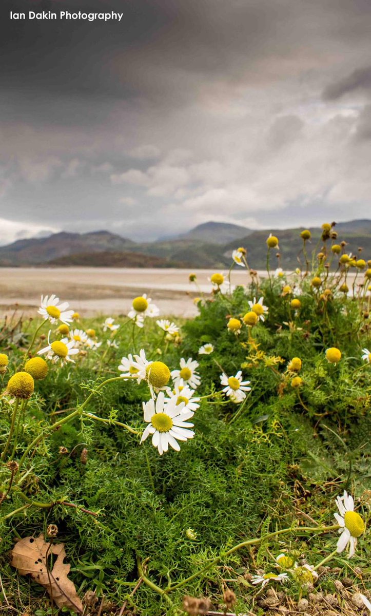 ian_dakin's tweet photo. #wildflowers #mawdach #Fairbourne https://t.co/iSf6Yt5X6b