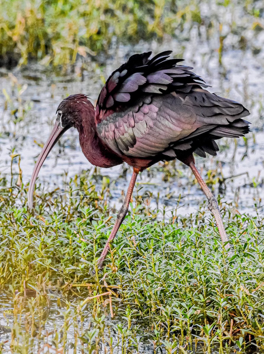 Glossy Ibis!! #BirdsOfTwitter #BirdsSeenIn2024 #IndiAves #ThePhotoHour #buyingcontent #CheMun #knacking #TRADINGTIPS #Crypto #Cryptos #BITCOIN #BonkC #cryptomarket #birding #photooftheday