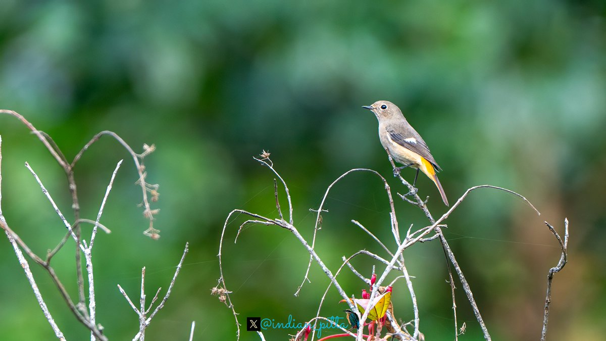 Share a photograph you love from your gallery !! I am love with this gorgeous frame and bird. Do you also like this one ?