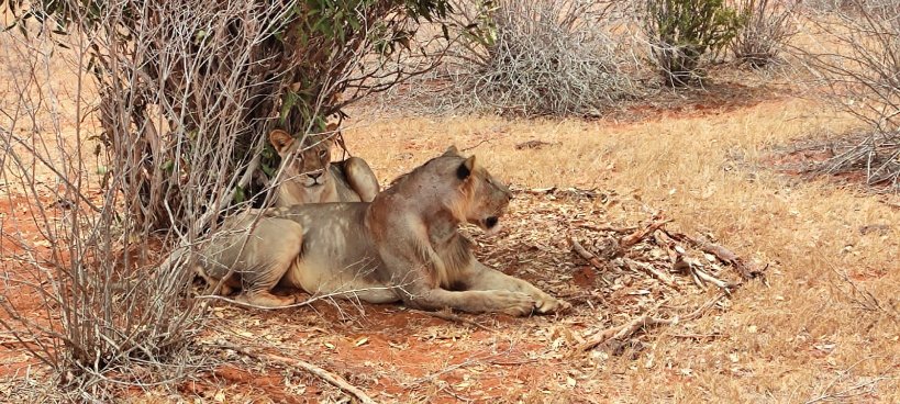 msatomedia's tweet image. Unveiling the Majesty of East Africa with Ali Lewa Tours
Embark on an unforgettable adventure with Ali Lewa Tours, your gateway to the breathtaking landscapes and unparalleled wildlife encounters of East Africa. Reach us today enjoy your safari. Contacts: +254711347792