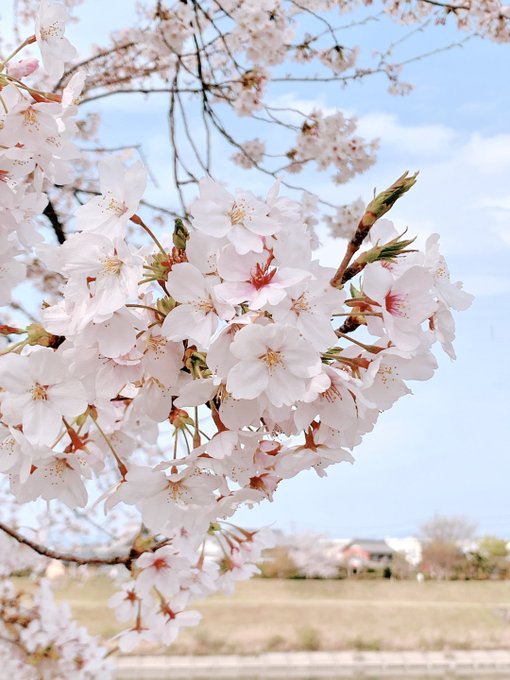 「桜 野外」のTwitter画像/イラスト(新着)｜21ページ目