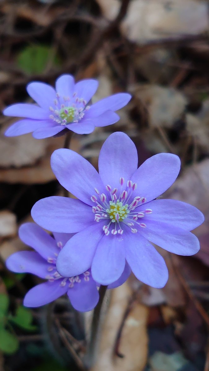 Does anyone know the name of this flower?💜💜