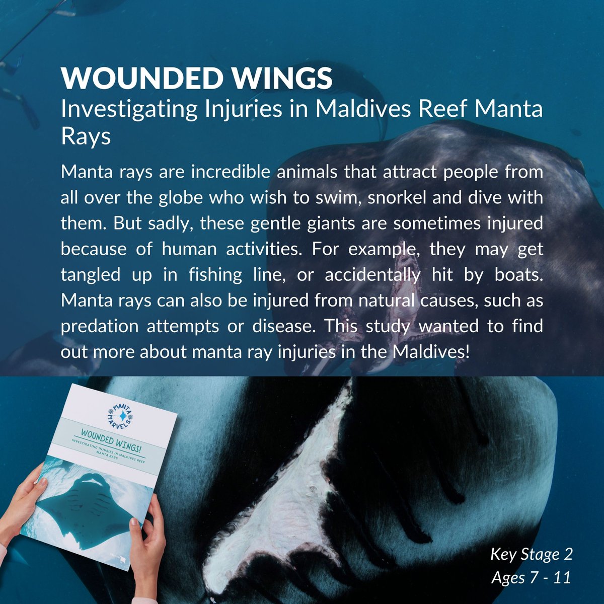 📖 Manta Marvels - Science Papers for Kids 📷 Explore our Article: ‘Wounded Wings’, where we aim to find out more about manta ray injuries in the Maldives, such as the different causes of their injuries, and how many manta rays are injured. 🔗bit.ly/3U24xVb