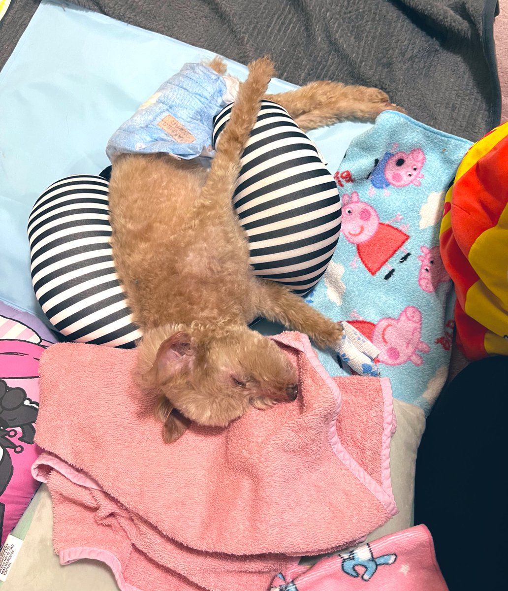 老犬の体勢保持のクッションてみなさんどんなの使ってますか？？
下半身不随もあり、なかなか体勢保持が難しく最近は右側を下に寝るのが1番落ち着くようです。
右側をずっと下にしてるので痺れたりもあり、クッション使ったりしてるのですが是非何かよいアイテムがあれば教えてください！
 #老犬介護
