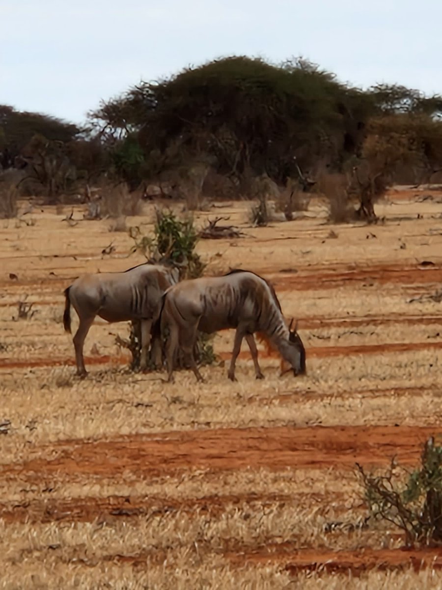 msatomedia's tweet image. Explore the Enchanting Tapestry of Kenya
Journey on thrilling road safaris that unveil the diverse ecosystems of Kenya. Traverse the verdant Shimba Hills, teeming with rare birdlife, 
Reach us today to enjoy your safari.
Contacts:
Phone:+254711347792