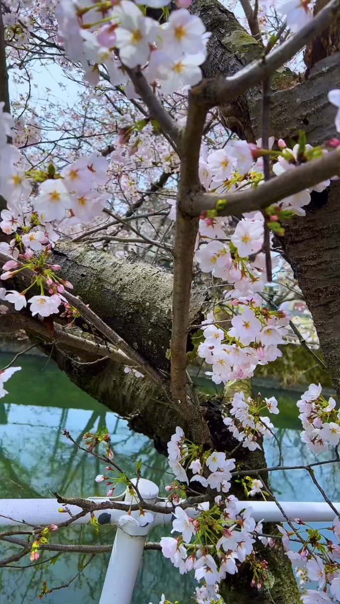 🌸🌸🌸 ▶️ youtube.com/shorts/_JGSk9C… #cherryblossoms #桜 #花見 #Japan #倉敷 #岡山 #sakura #さくら
