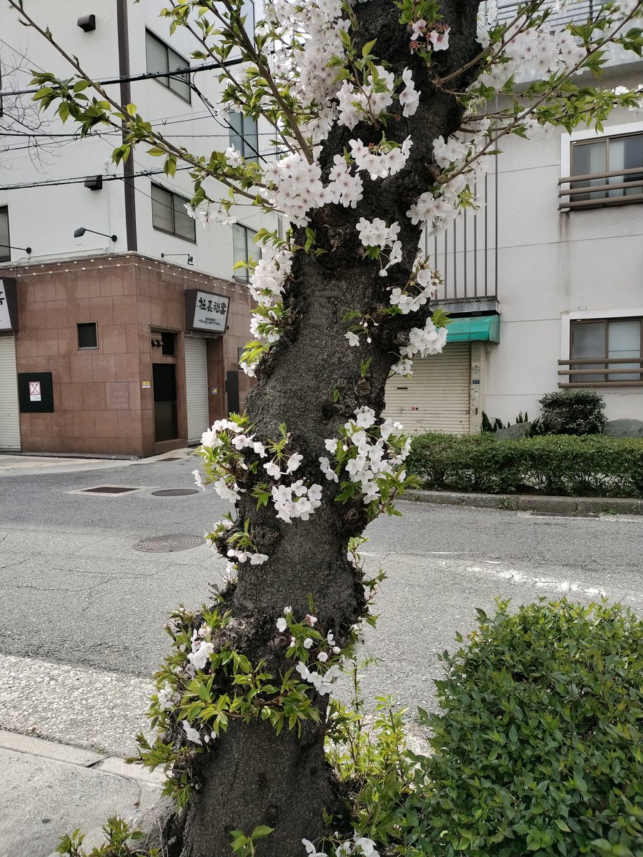 もっさん (@k_y_mossan) / Posts / X