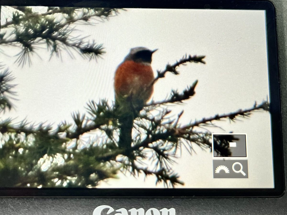 At least 5 freshly arrived Common Redstarts singing away in Powys Castle Grounds, Welshpool this morning. Also plenty of Willow Warblers, Blackcap, Swallow and Chiffchaff. Cool watching prospecting Goosander checking out various trees too ☺️👍 @nationaltrust