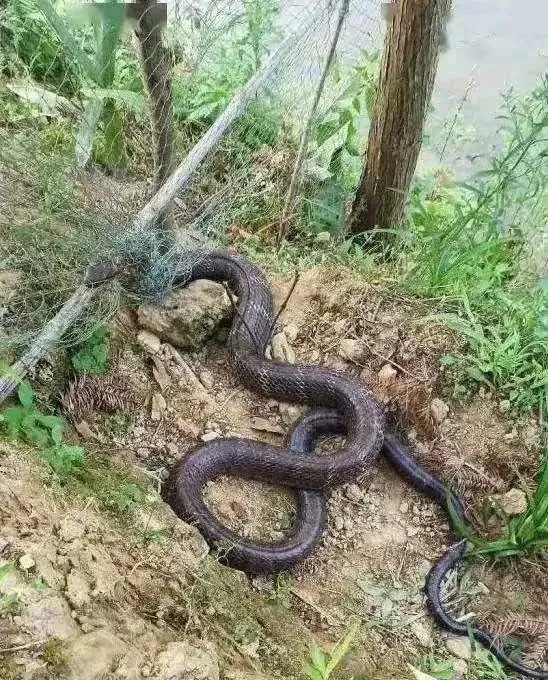 Does anyone know what kind of snake this is? Is it poisonous?