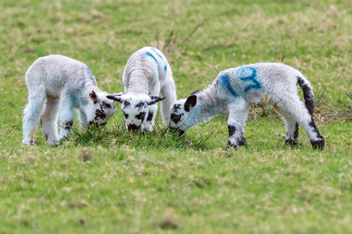 Magilligan spring lambs