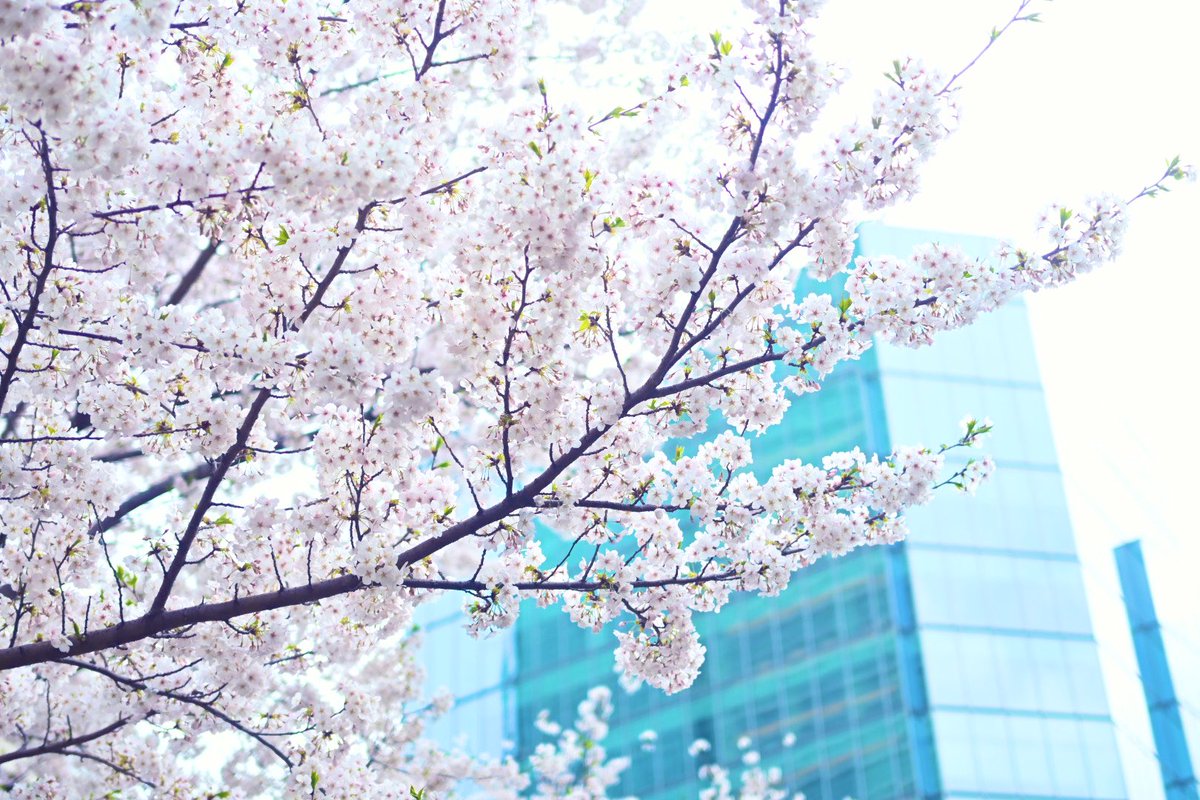 「出先で桜咲いてたので… 」|鳩守カンのイラスト