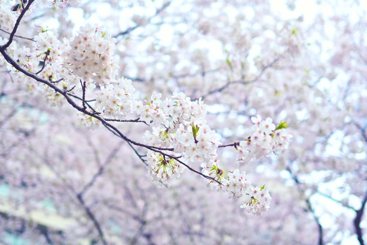 「出先で桜咲いてたので… 」|鳩守カンのイラスト