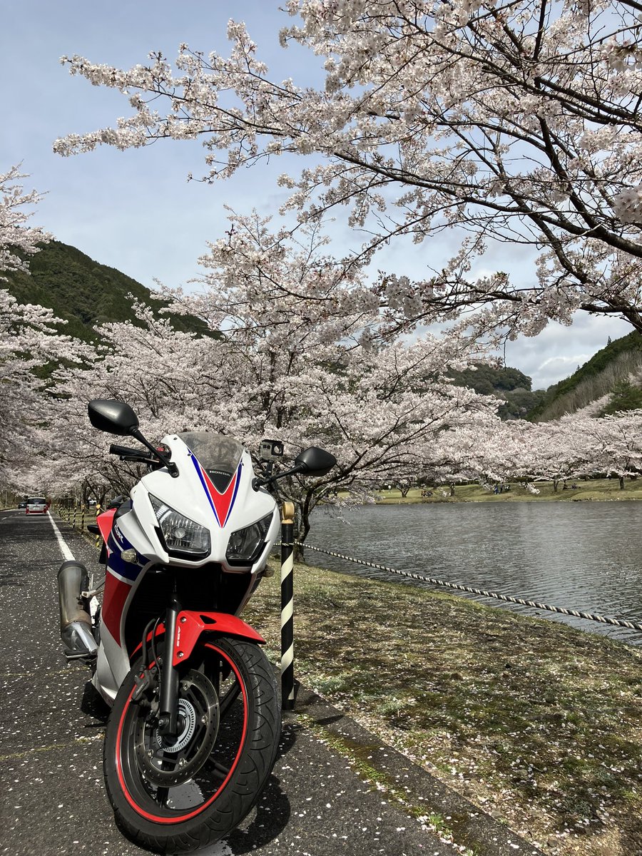 桜を見に奈良県下北山まで

#下北山スポーツ公園
#cbr250r