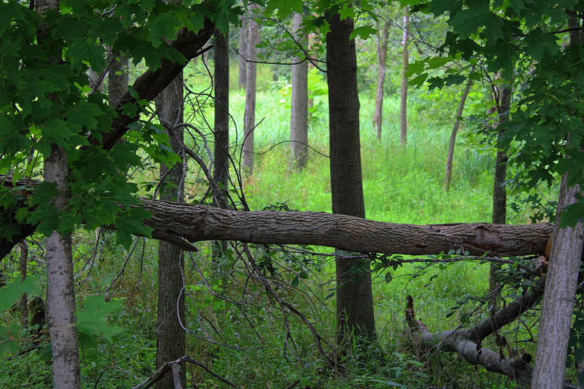 If a tree falls... 
Taken July, 2021.

#woods #trees #ohio #photography #treephotography #naturephotography #outdoorphotography #KlipPics #picoftheday