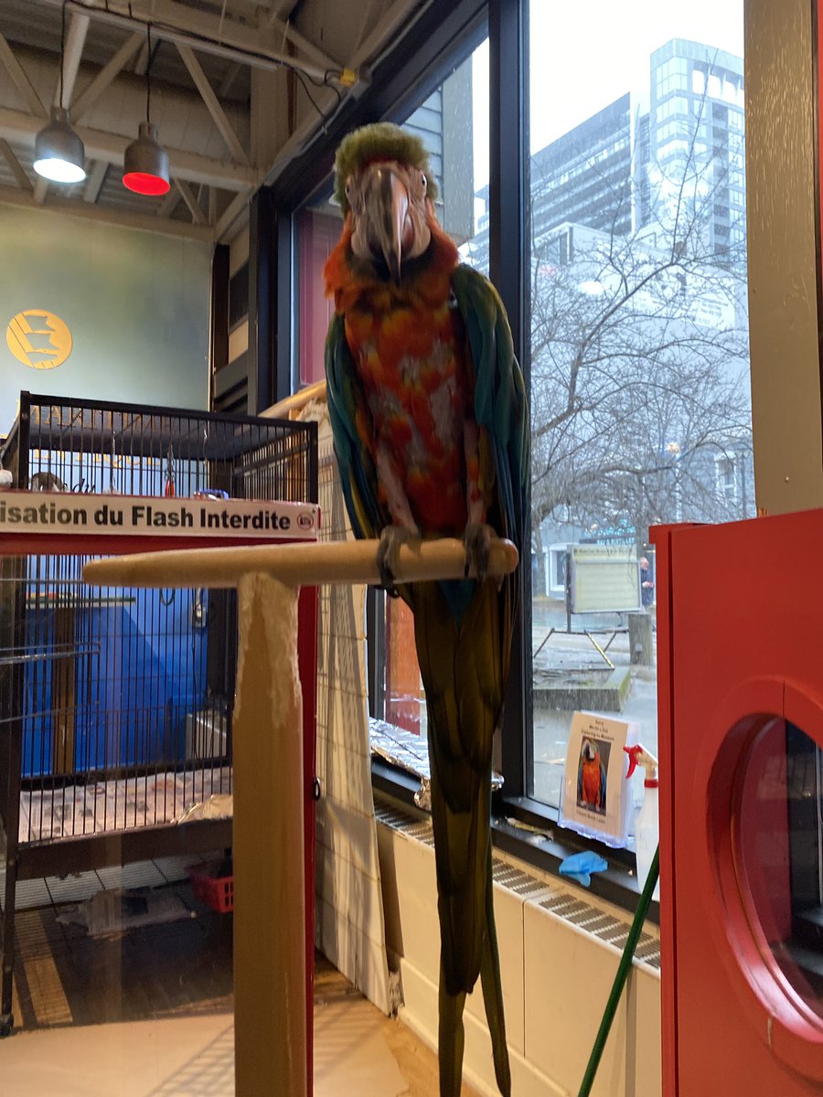 Merlin will not be available on Saturday, April 6. Merlin will be getting his final checkup before he leaves for his new home at Safari Niagara. Visit Merlin during regular hours from April 7-April 14. Please share your memories of Merlin on social, tag us & use #MerlinMacaw