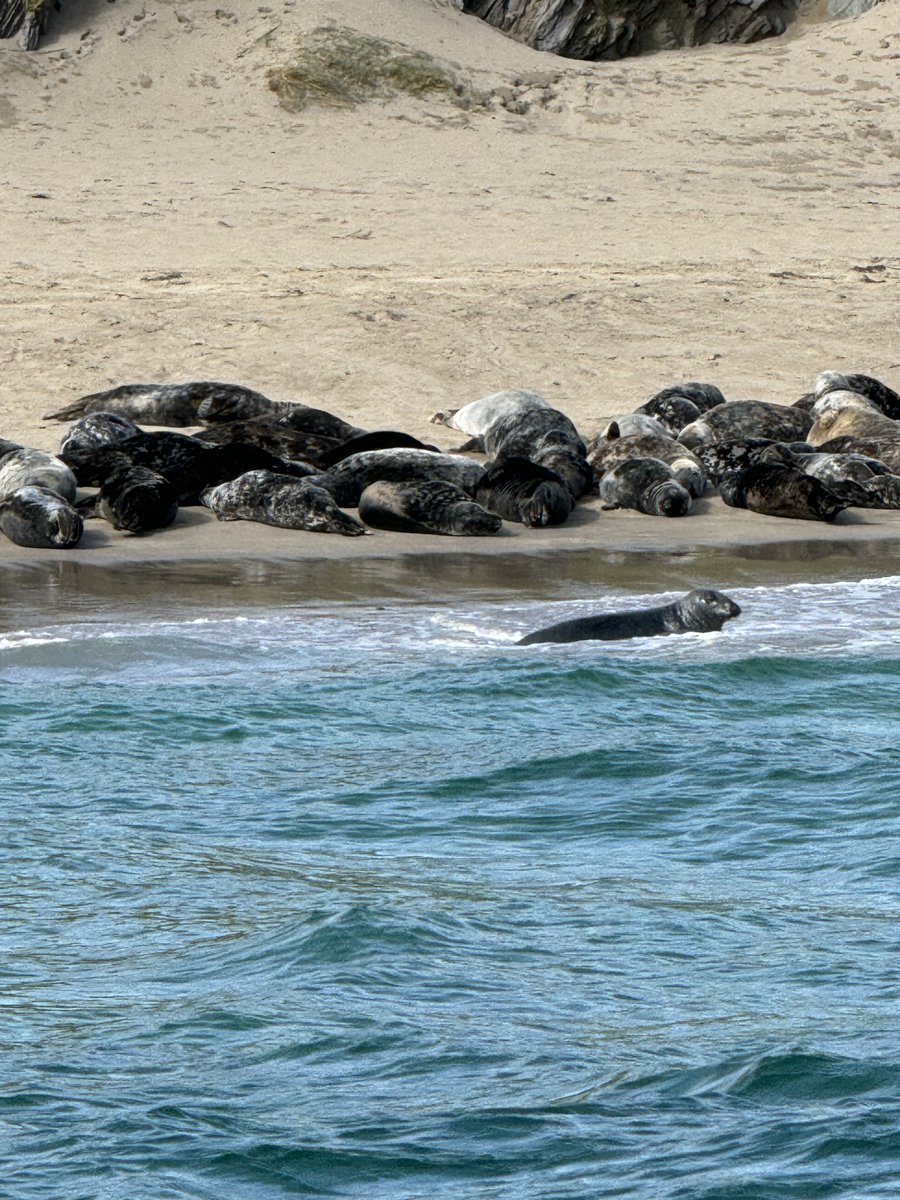 Some shots of grey seals taken on our tour this past week! #wildatlanticway #greyseal