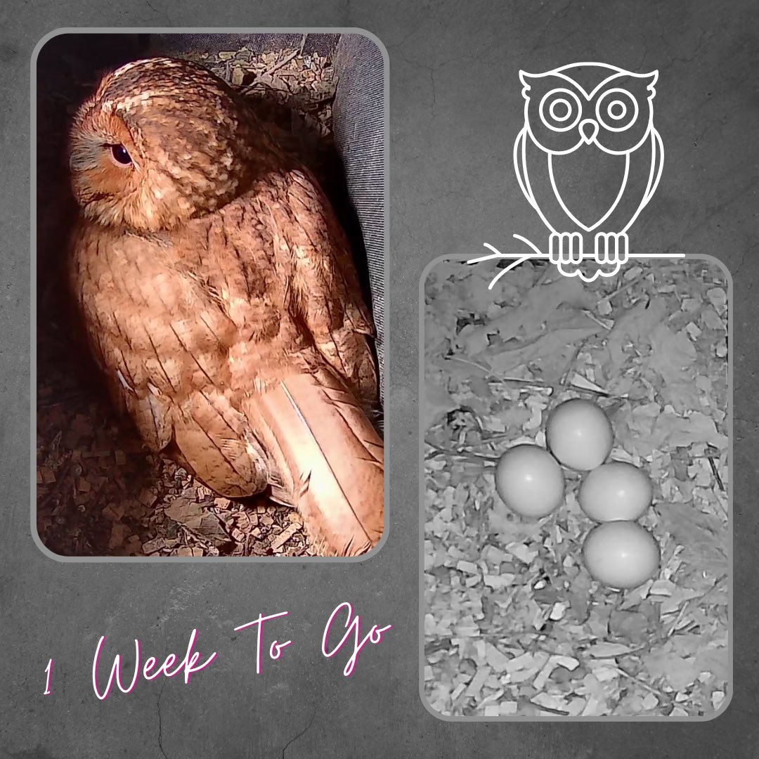 Not long to go now…..the countdown is on! 💚🦉 #tawnyowl #owl #eggwatch