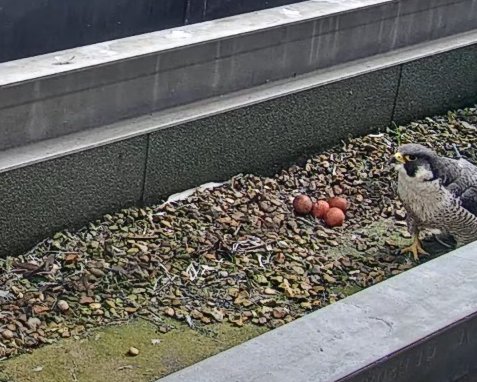 Sutton Peregrines. We now have 4 eggs! Still 3 at 08.00 (1st pic). She seemed to be in a laying position at about 10.00 (2nd) when I think it was laid, and the first time all 4 were seen was when she briefly got up at at 12.11 (3rd). The first good view was at 12.50 (4th).