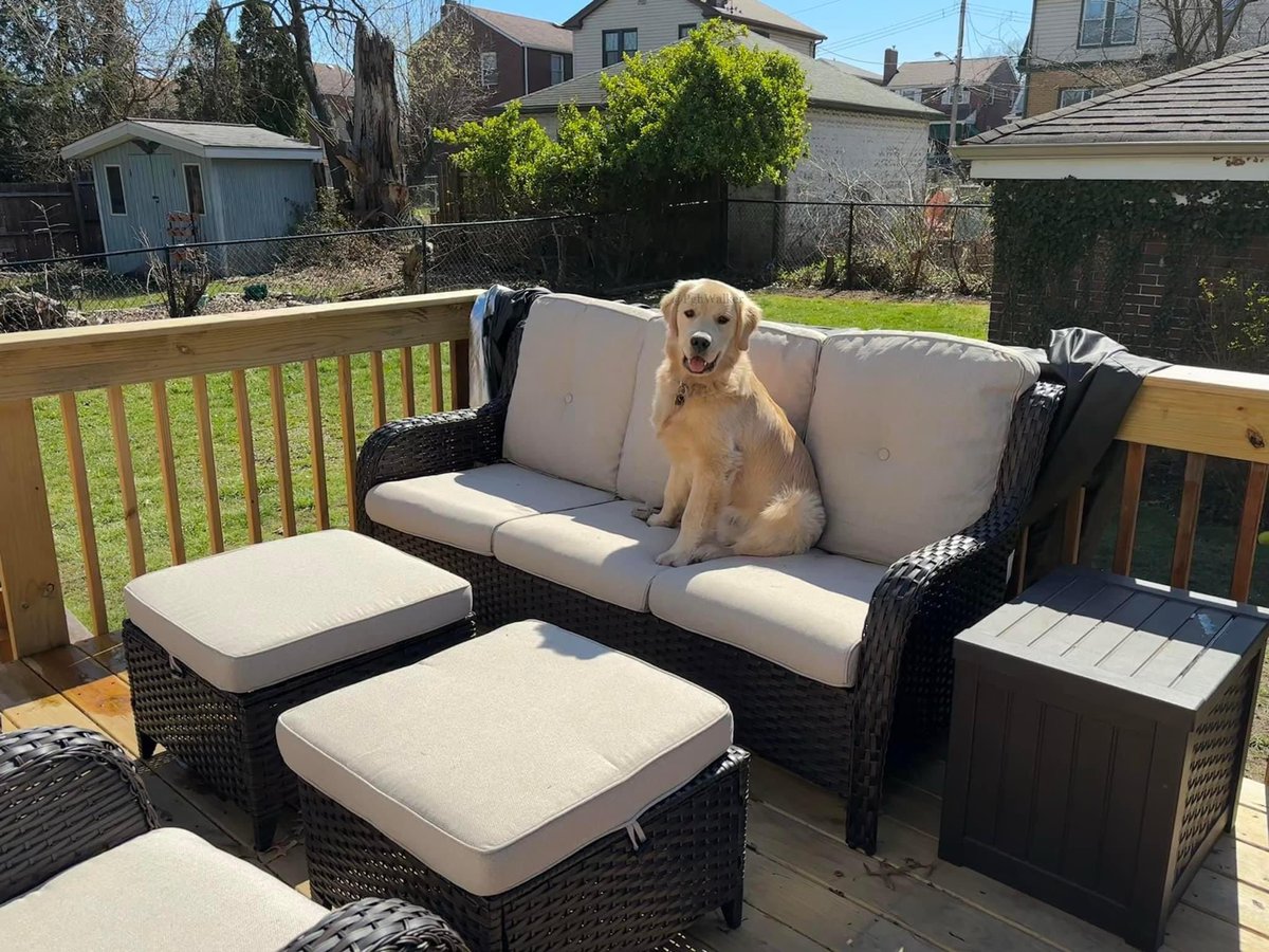 I am smiley because we have new porch furniture. I can’t wait to roll my muddy self all over this couch. YAAAYYYYYY!!!!!! #WeekendSmiles #GRC #FutureBadListener #VeryExcited 

#DogsOfTwitter #GoldenRetrievers