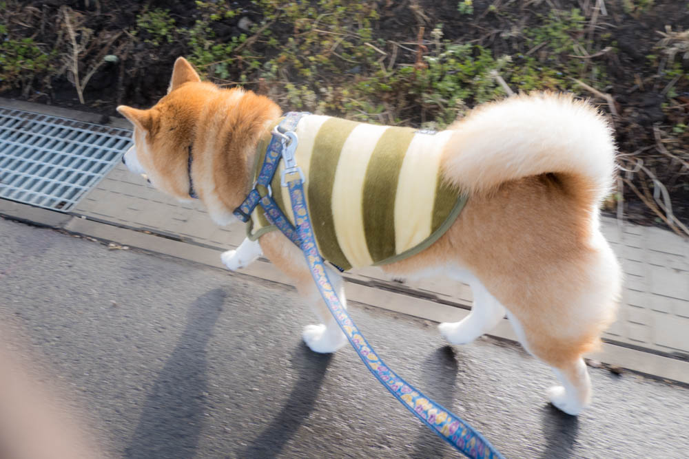 今日のムサシ                                          
#柴犬 #愛犬ムサシ #犬のいる暮らし #動物好きな人と繋がりたい #動物癒し #犬好き #shiba #shibaken #dog #gooddog #bestdog #lovepets #bestestdog #花とムサシ #shibadog #柴犬 #今日のムサシ #柴犬のいる暮らし #犬好きさんと繋がりたい