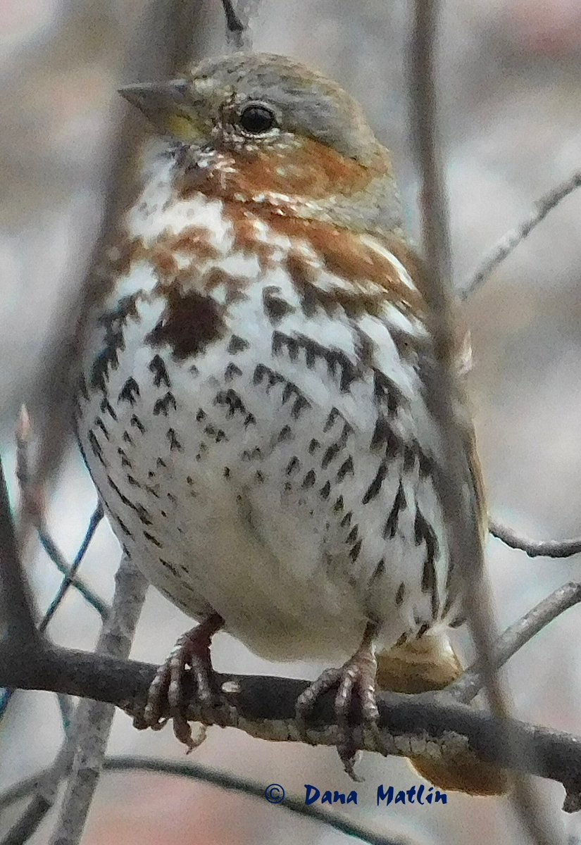 This Fox Sparrow sang sweetly in the Central Park Ramble yesterday. #birdcpp #BirdsOfTwitter #BirdsSeenIn2024 #birdwatching #birding #birdphotography #NaturePhotography #CentralPark