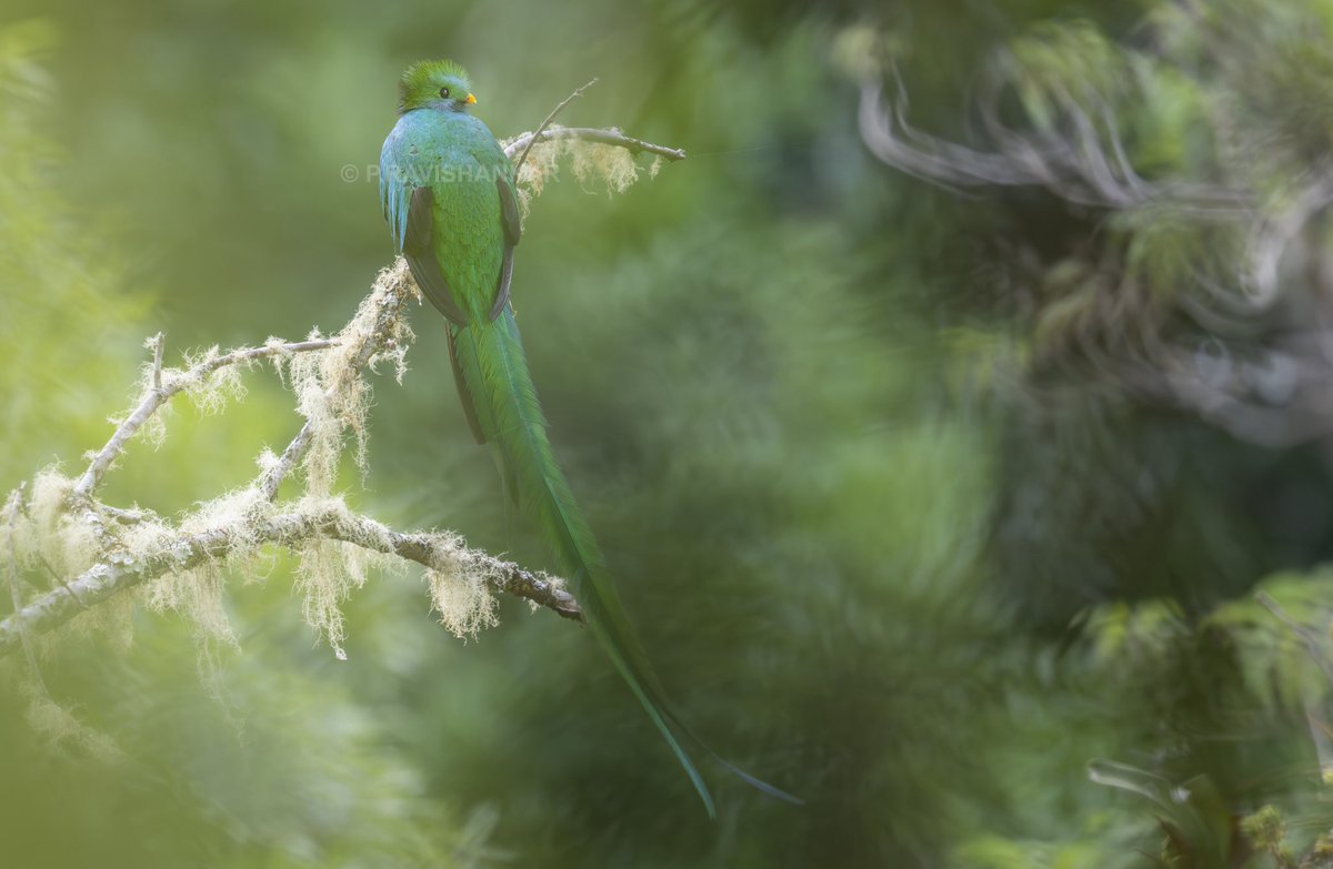 Resplendent quetzal relaxing in a forest. #resplendentquetzal #fstopdotcom #costarica #ಪುರಶಂ #naturephotography #thretenedspeicies #birdwatching #quetzal #nature #puttaswamyravishankar #visualrhythmcampus