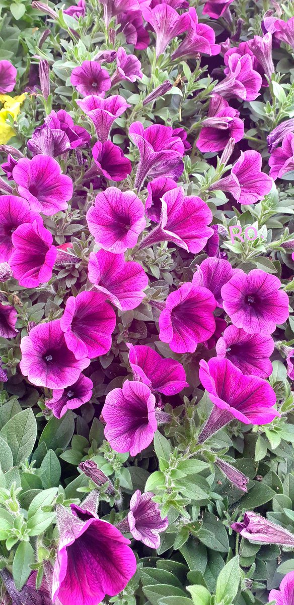 " I am fascinated by the beauty of nature and its endless variations. "

Happy weekend X friends! ☀️😎🦋