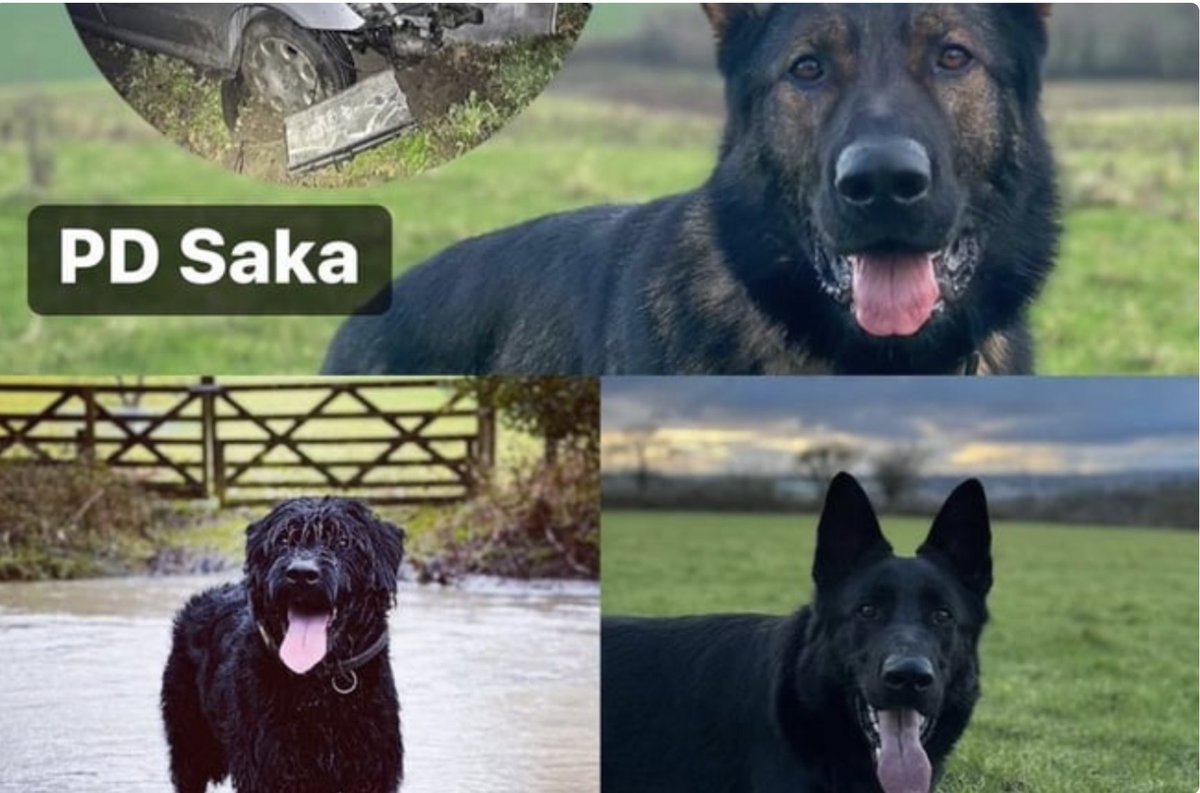 . @DC_Police PDs Saka, Albert and Nero tracked down a runaway driver, a man suspected of being involved in a fight and an alleged domestic violence perpetrator. Good work team! orlo.uk/soodi