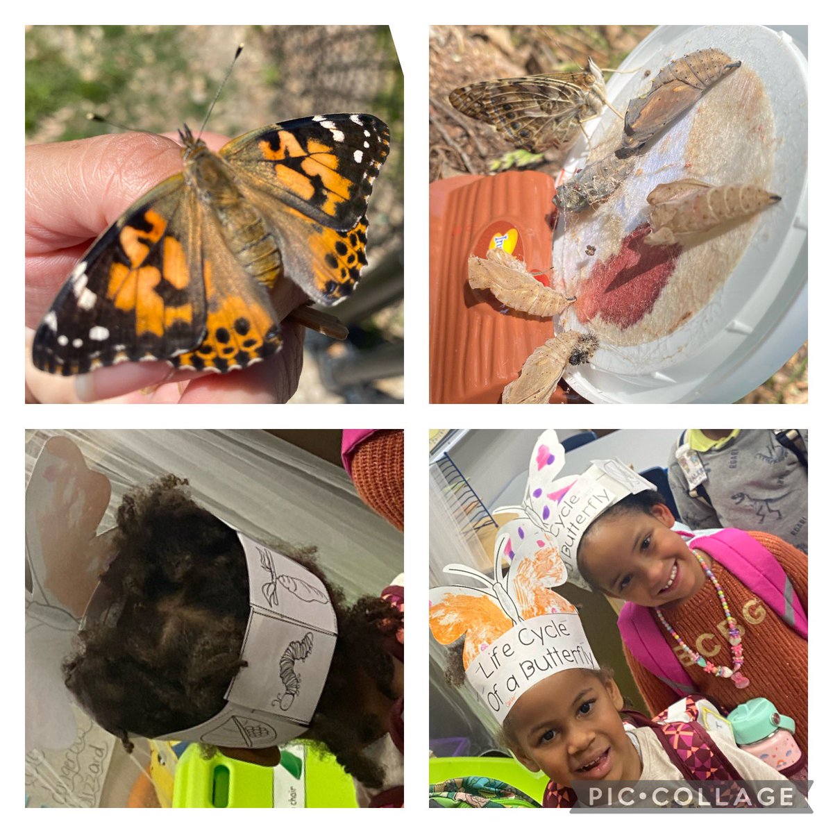 #RISD #Prek3 Had a fun Friday finishing our #FlyingInsect theme! We ate the 🦋 #lifecycle, made symmetrical 🦋 crowns with the life cycle, built 🌺 gardens for 🦋’s & released our 🦋’s! We are World Class🌎 @ForestLnAcademy 😄