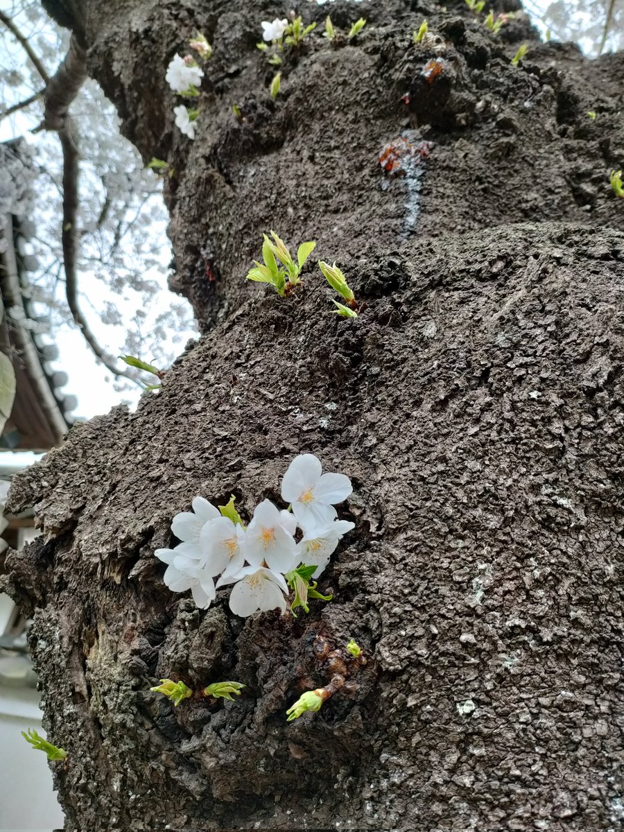 ananeringidayo's tweet photo. https://t.co/hcfplNdWEU