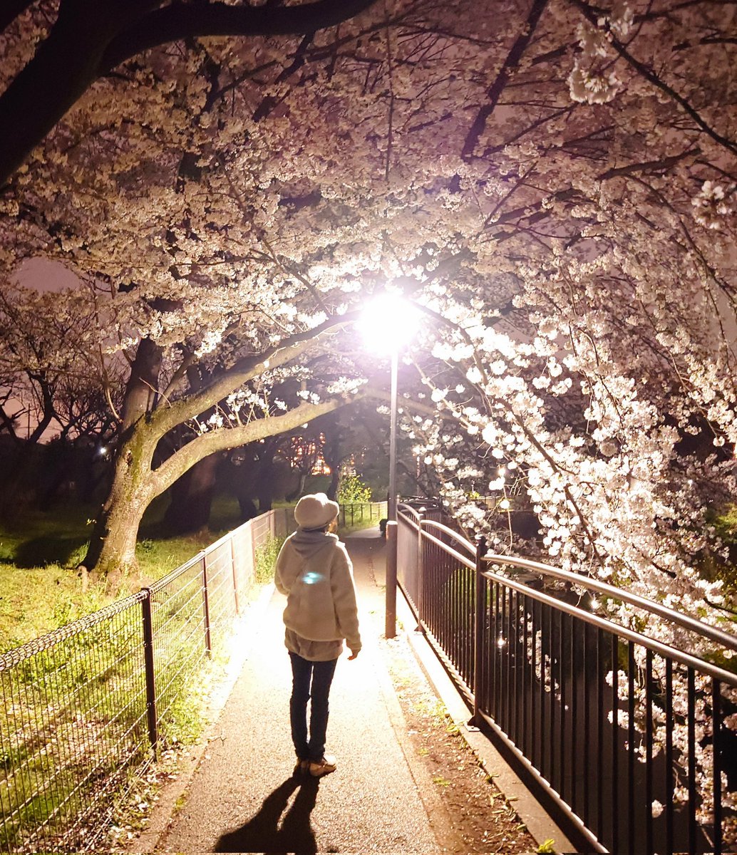 忙しいのでササッと夜桜だけ妻と見に来た。夜桜も良いですね✨ #夜桜　#気分転換