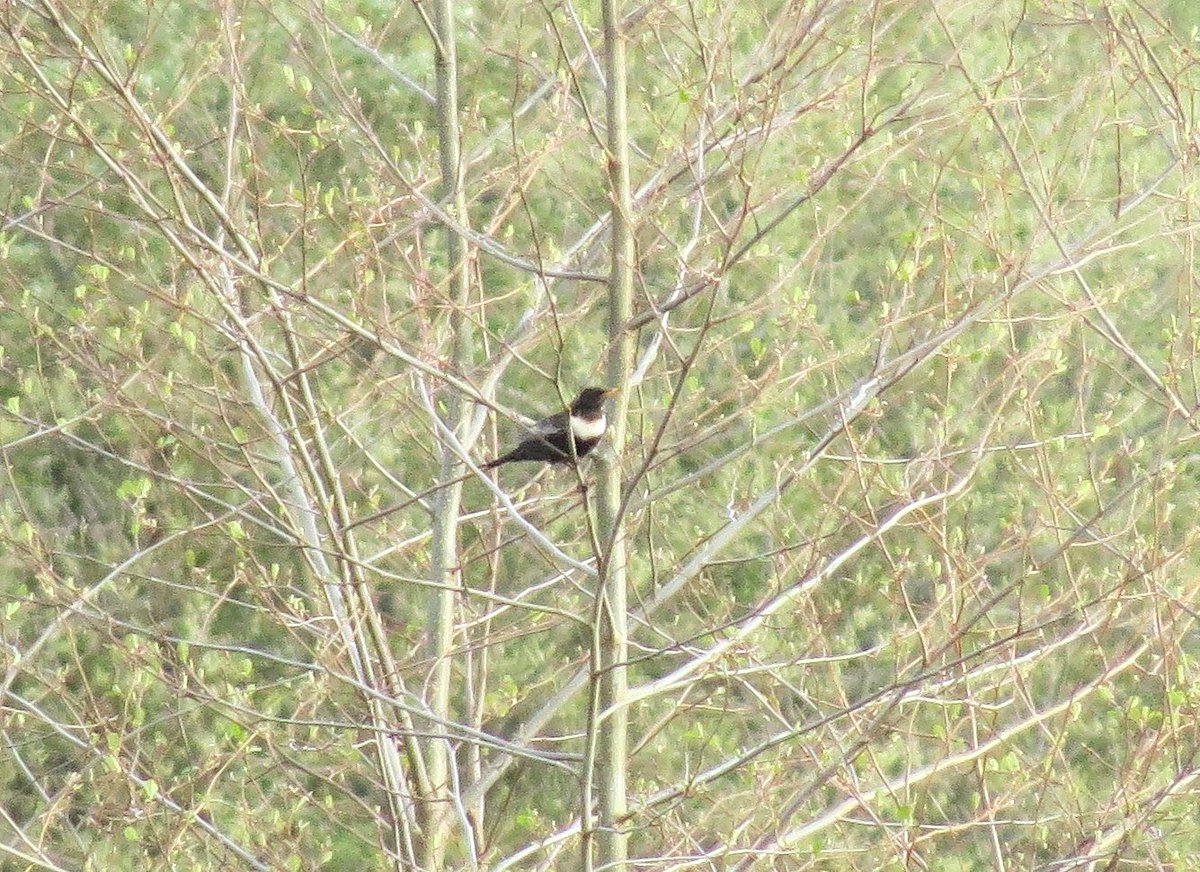 Despite missing @NeilCalbrade's Cuckoo, Whitethroat & Little Ringed Plovers at @_BTO #NunneryLakes earlier, I was pleased with my contribution to the day's haul of migrants! My 6th spring Ring Ouzel here, but first for 7 years. 📷definitely at the #recordshot end of the spectrum.