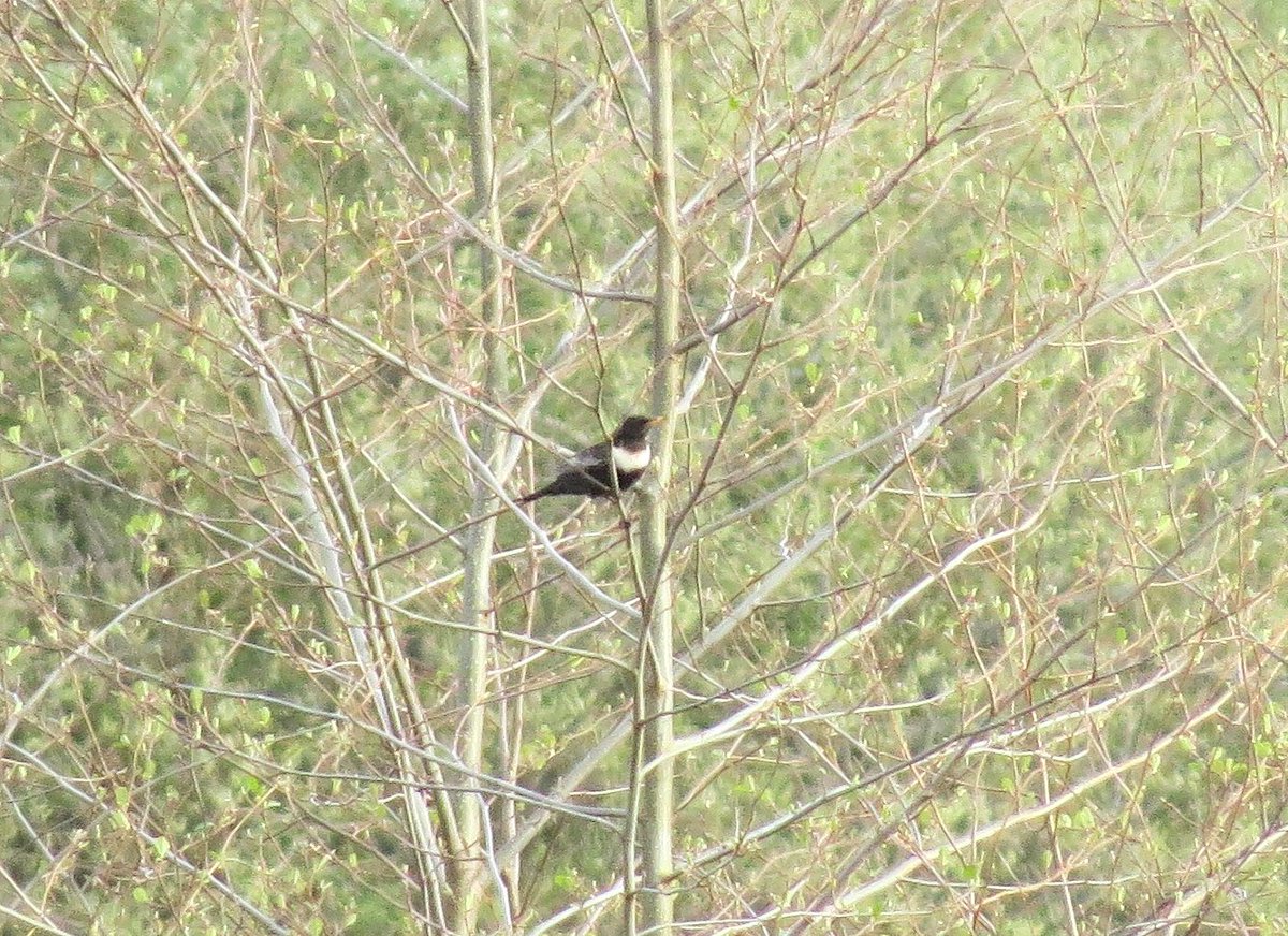 sconebirding's tweet photo. Despite missing @NeilCalbrade's Cuckoo, Whitethroat &amp; Little Ringed Plovers at @_BTO #NunneryLakes earlier, I was pleased with my contribution to the day's haul of migrants! My 6th spring Ring Ouzel here, but first for 7 years. 📷definitely at the #recordshot end of the spectrum. https://t.co/5UDVKFU9et